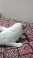 Mixed Cats for sale in Panvel, Navi Mumbai, Maharashtra, India. price: NA