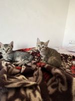 Mixed Cats for sale in Udaipur, Rajasthan, India. price: NA