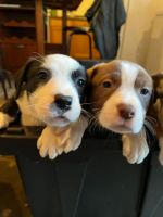 3 Pit mix puppies left!!!!