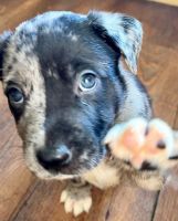 3 Pit mix puppies left!!!!