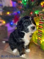 F1 Standard Bernedoodle