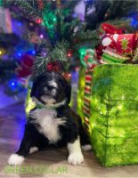 F1 Standard Bernedoodle