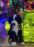 F1 Standard Bernedoodle