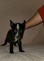 Christmas Puppies, Mixed Breed, German Sheppits