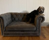 5-month-old Shorkie for sale