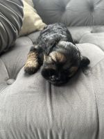 5-month-old Shorkie for sale