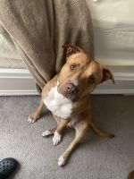 Looking to rehome