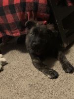 Dutch shepherd mix FREE