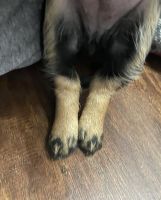 Mini Dachshund /Morgie