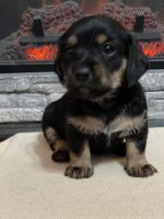 Mini Dachshund /Morgie