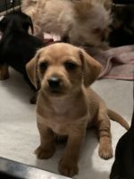 Mini Dachshund/Morkie