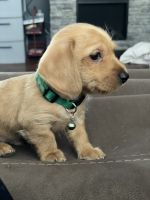 Mini Dachshund/Morkie