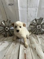 Border collie Australian cattle dog mix