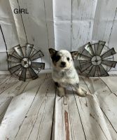 Border collie Australian cattle dog mix