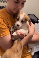 Female Puppy needs home