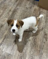Female Puppy needs home