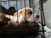 Female Puppy needs home