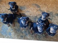 Mixed Puppies for sale in Burgessville, ON N0J, Canada. price: $350