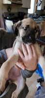 Mixed Puppies for sale in Southwold, ON N0L 2G0, Canada. price: $300