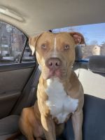 Leo found him on the street no micro chip or owner. Extremely loving f