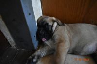 Mixed Puppies for sale in Gleichen, AB T0J 1N0, Canada. price: $1,000