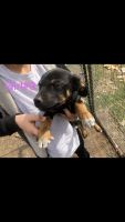 Mini mixed breed weiner and rottwieler minis