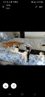 Mixed Cats for sale in El Dorado Hills, CA, USA. price: NA