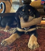 Mixed Breed (mutts) Puppies