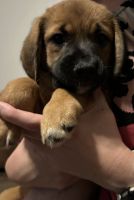 Mixed Breed (mutts) Puppies