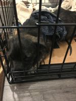 Seeking forever home for pup