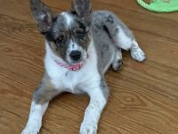 Mini Texas Heeler