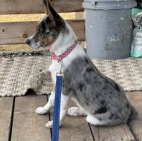 Mini Texas Heeler