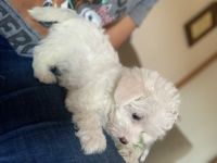 Malchi pups are a mix with Maltese and chih