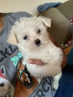 Malchi pups are a mix with Maltese and chih