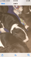 Mixed Puppies for sale in Goshen, IN, USA. price: $50