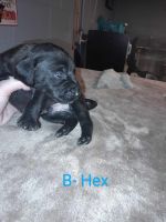Pittbull mix puppies for sale