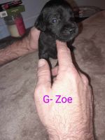 Pittbull mix puppies for sale