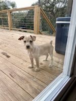 4 months old puppies