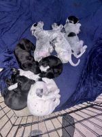 Mixed Puppies for sale in Lancaster, Pennsylvania. price: $250