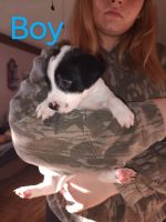 Mixed Puppies for sale in Browns Summit, North Carolina. price: $50