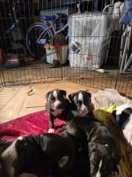 Mixed Puppies for sale in Los Angeles, CA, USA. price: $100