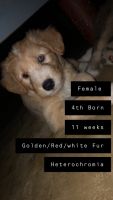 Mixed Puppies for sale in Hebron, Indiana. price: $700