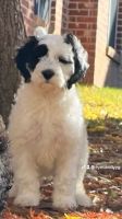 Mixed Puppies for sale in Midlothian, Texas. price: $1,250