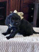 Mixed Puppies for sale in Dallas, Texas. price: $250