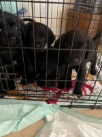 English Spaniel Mixed with Shih Tzu Mix