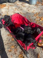 English Spaniel Mixed with Shih Tzu Mix