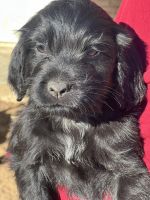 English Spaniel Mixed with Shih Tzu Mix