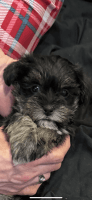 Mixed Puppies for sale in Clarissa, Minnesota. price: $550