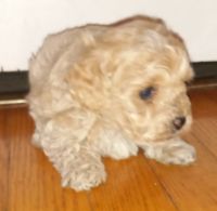 Mixed Puppies for sale in Richmond, Virginia. price: $80,000