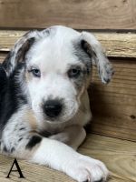 Mixed Puppies for sale in Forsyth, Missouri. price: NA